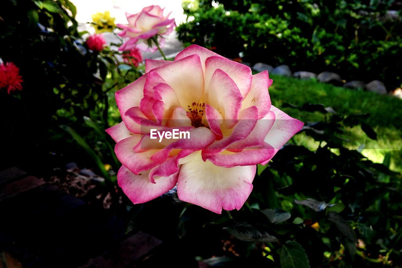 CLOSE-UP OF PINK FLOWERS