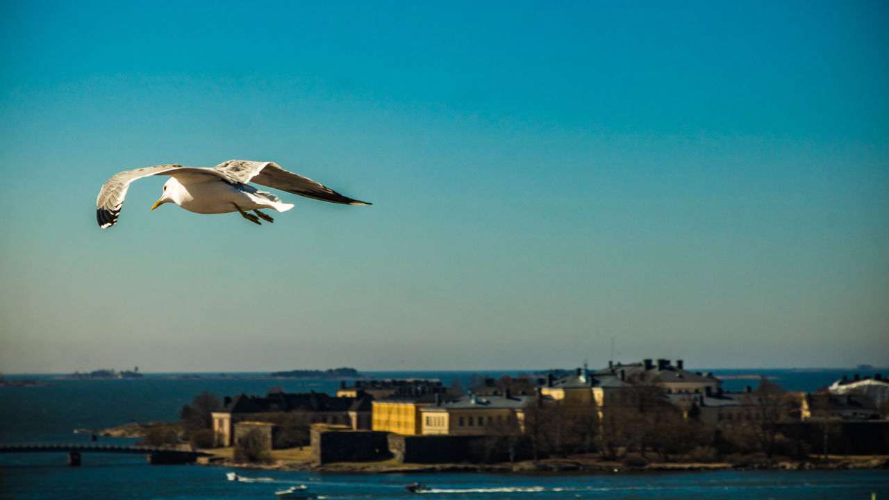 SEAGULL FLYING OVER SEA AGAINST SKY