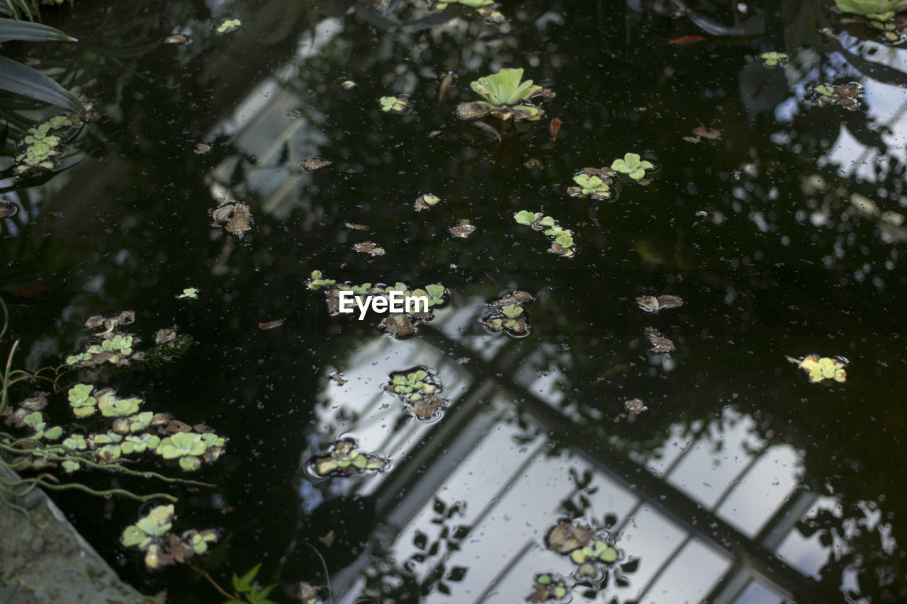 CLOSE-UP OF PLANTS BY REFLECTION OF TREES