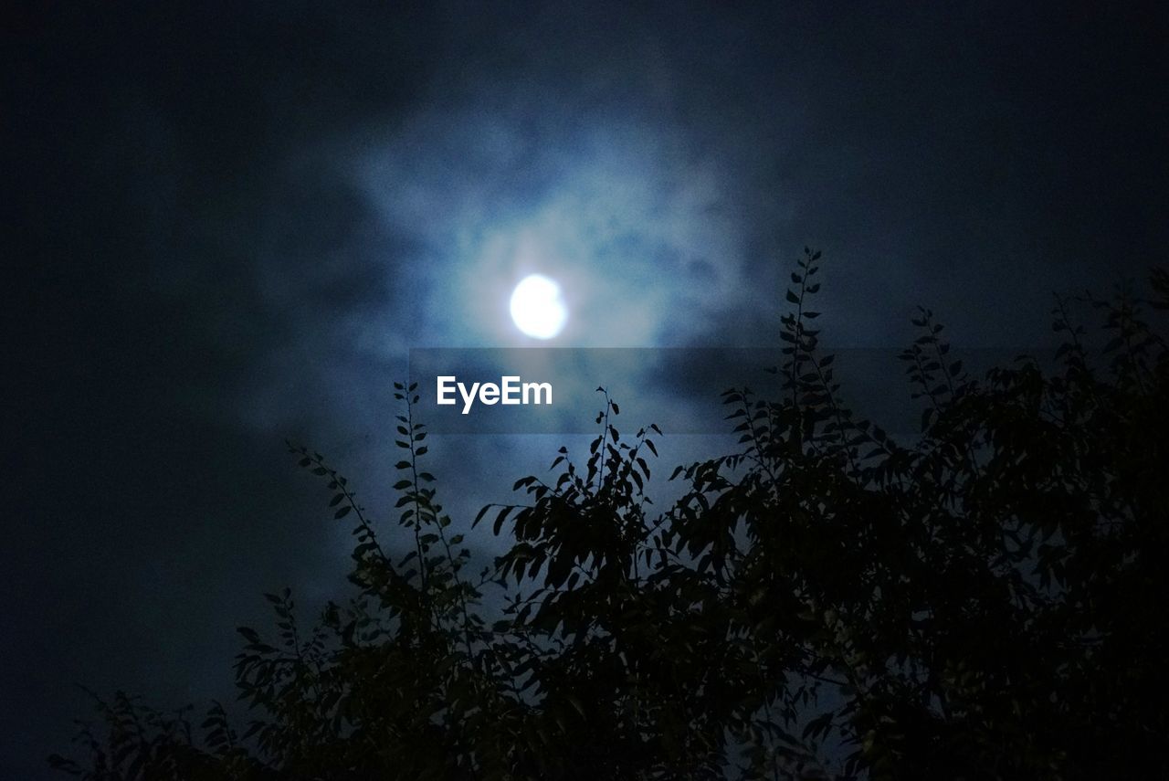 Low angle view of silhouette tree against moon in sky at night