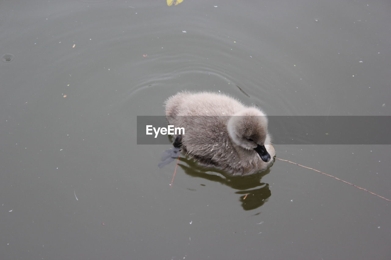 High angle view of duck swimming in lake