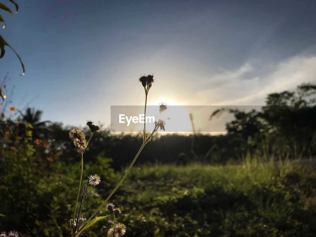 CLOSE-UP OF FLOWERING PLANT ON FIELD AGAINST SKY