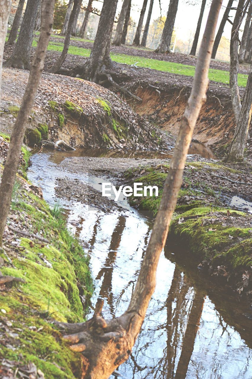 Stream flowing through forest