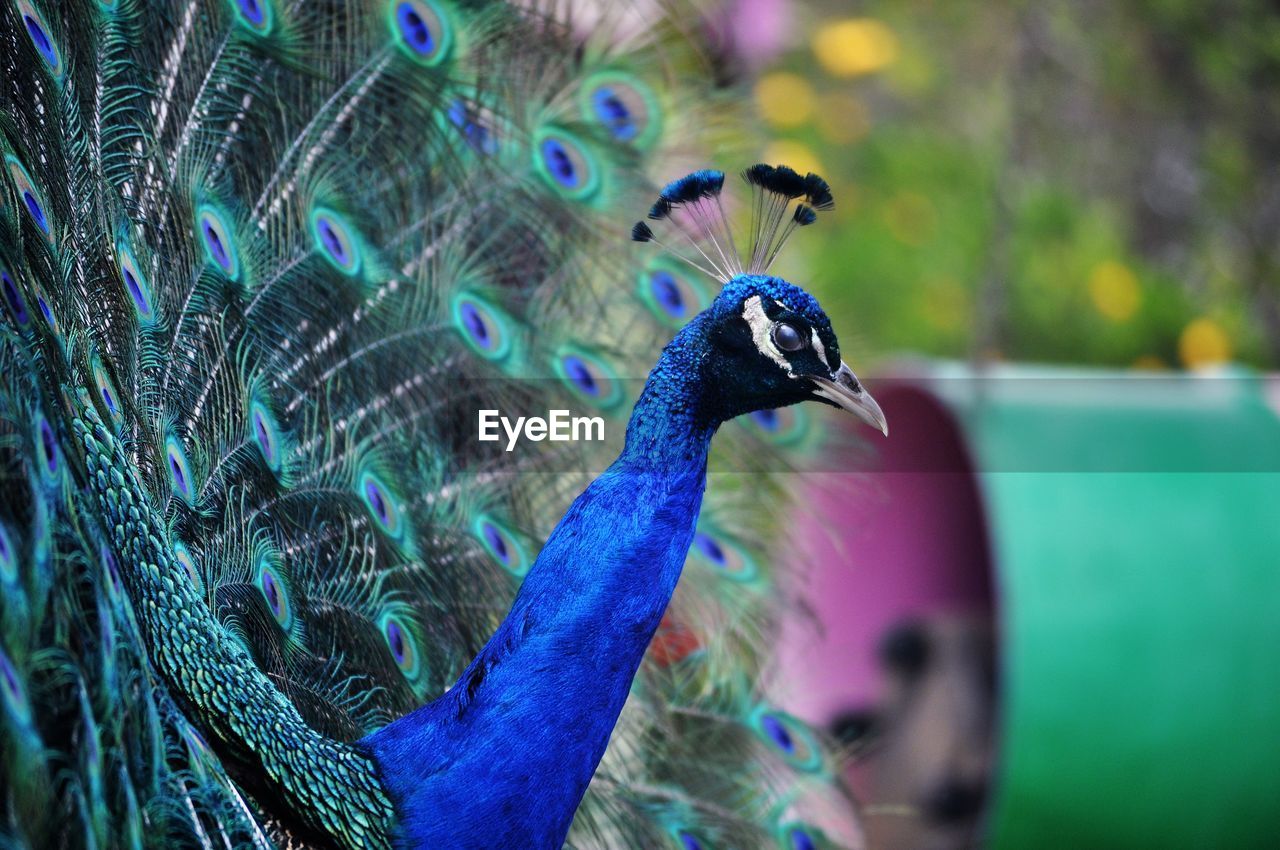 Close-up of peacock