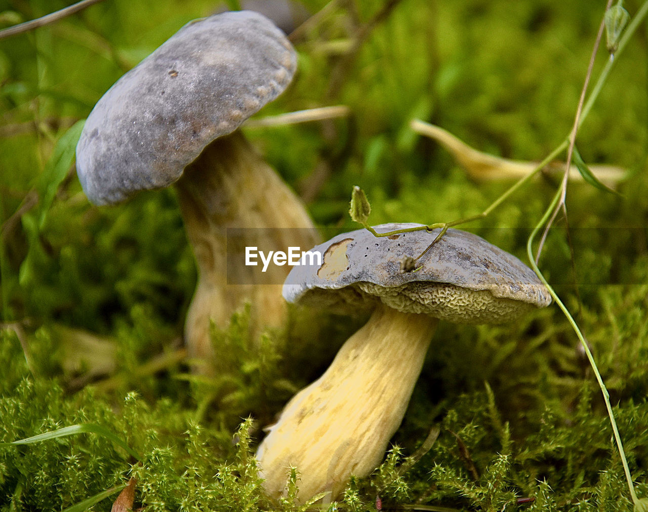 Close-up of mushroom growing on field