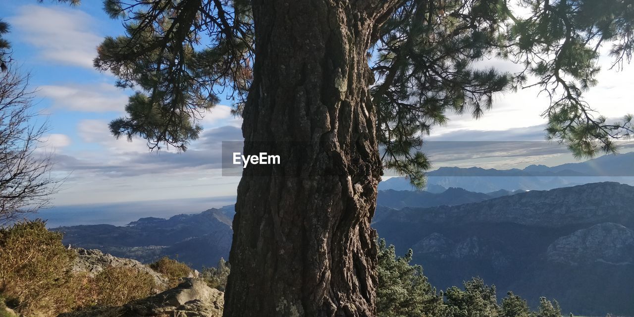 PANORAMIC SHOT OF TREE AGAINST SKY