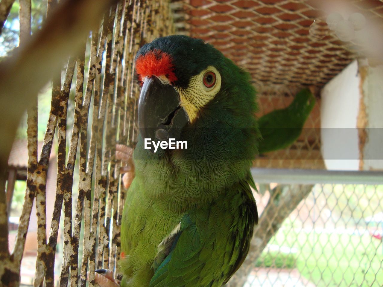 CLOSE-UP OF PARROT