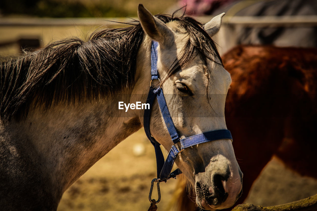 Close-up of horse in ranch