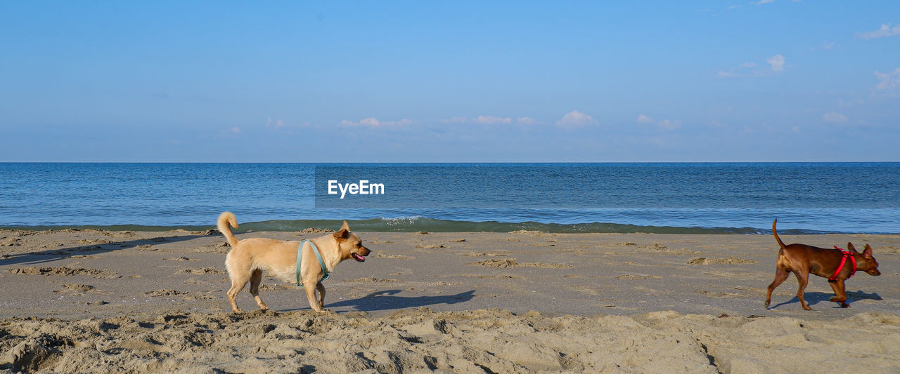 animal, beach, mammal, land, animal themes, sea, water, dog, sky, domestic animals, pet, sand, body of water, canine, horizon, horizon over water, nature, vacation, shore, group of animals, coast, ocean, scenics - nature, carnivore, beauty in nature, no people, day, two animals, blue, sunlight, full length, motion, outdoors, travel destinations