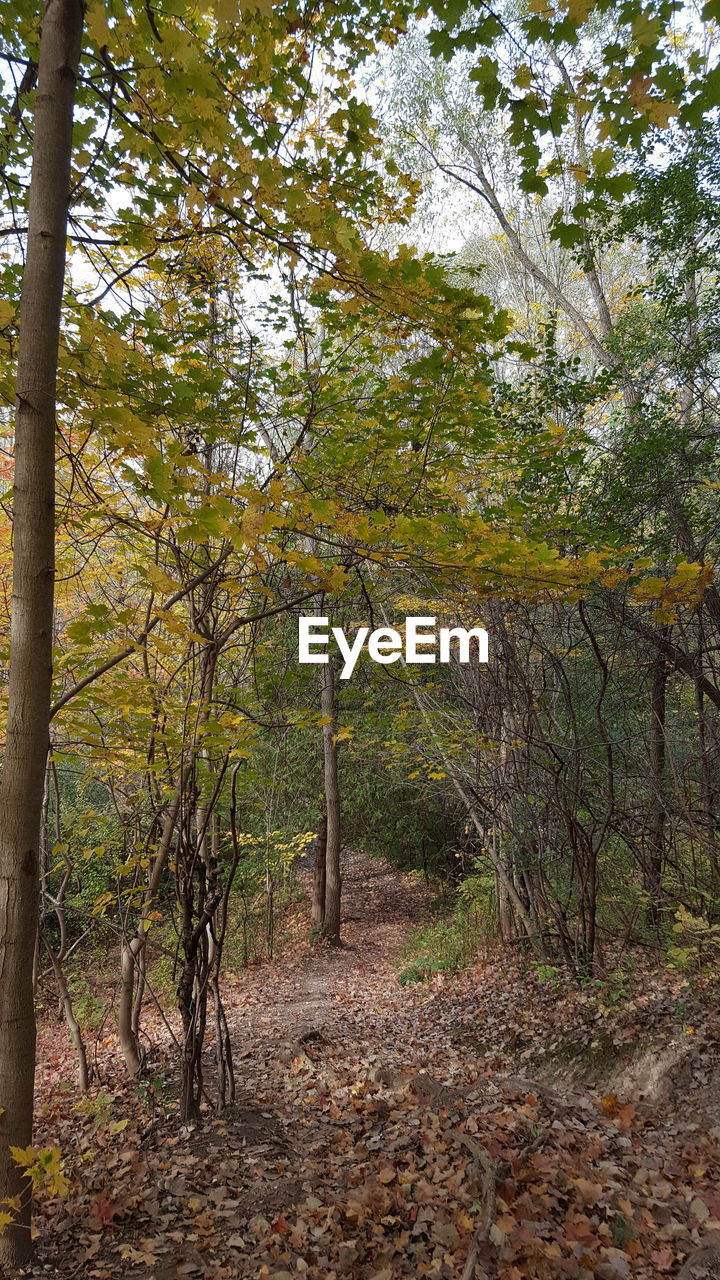 VIEW OF TREES IN FOREST DURING AUTUMN