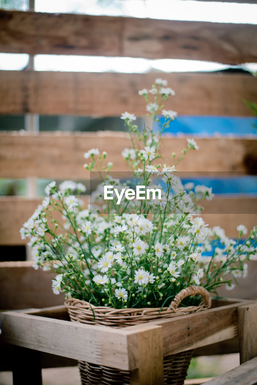 CLOSE-UP OF POTTED PLANT AGAINST WHITE FLOWERING PLANTS