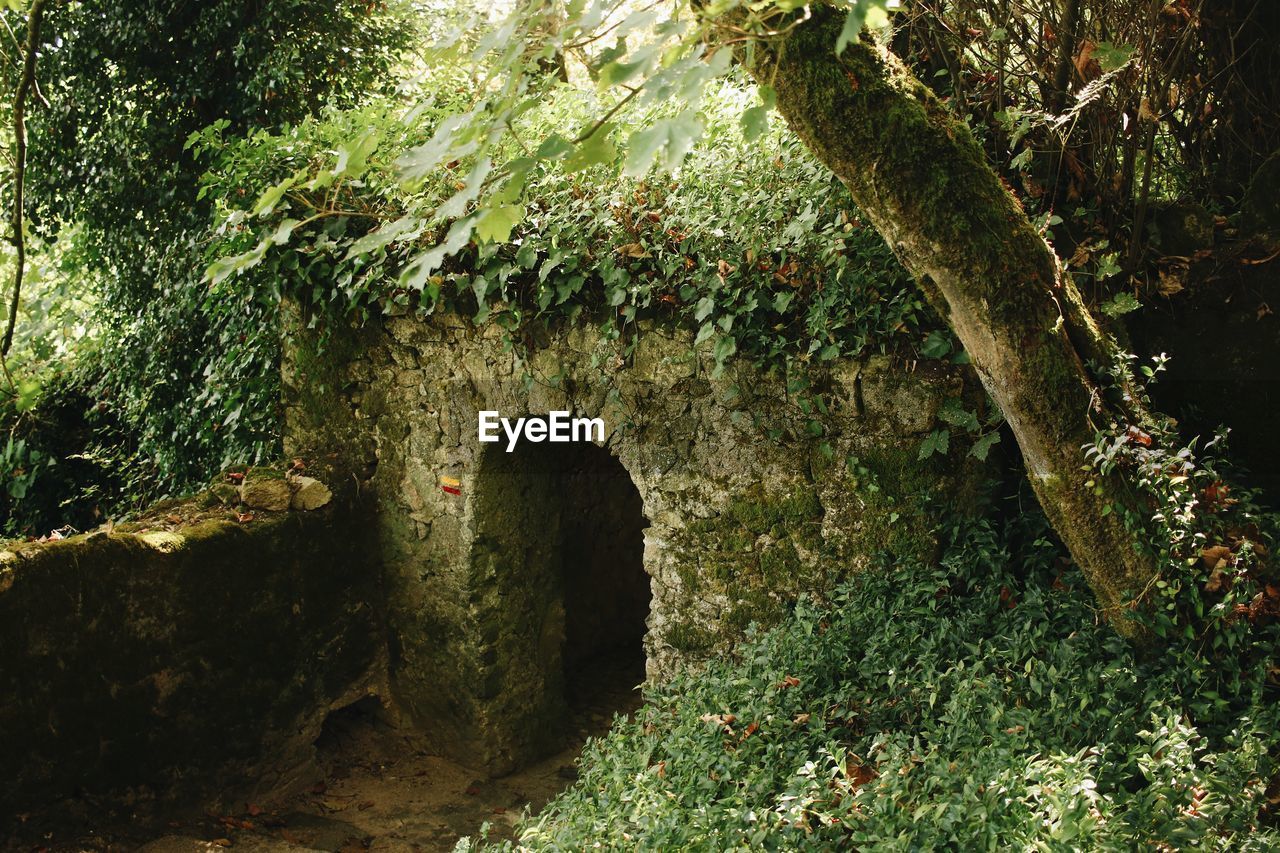 PLANTS GROWING IN FOREST