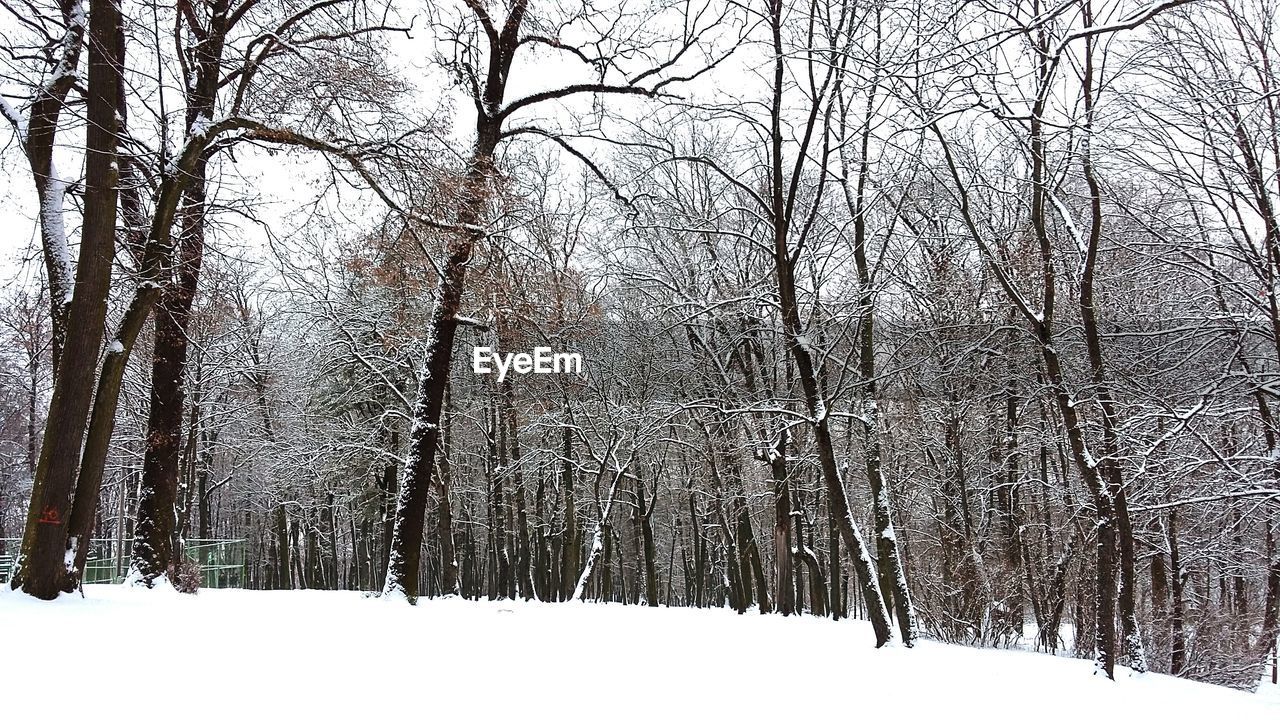 BARE TREES IN WINTER