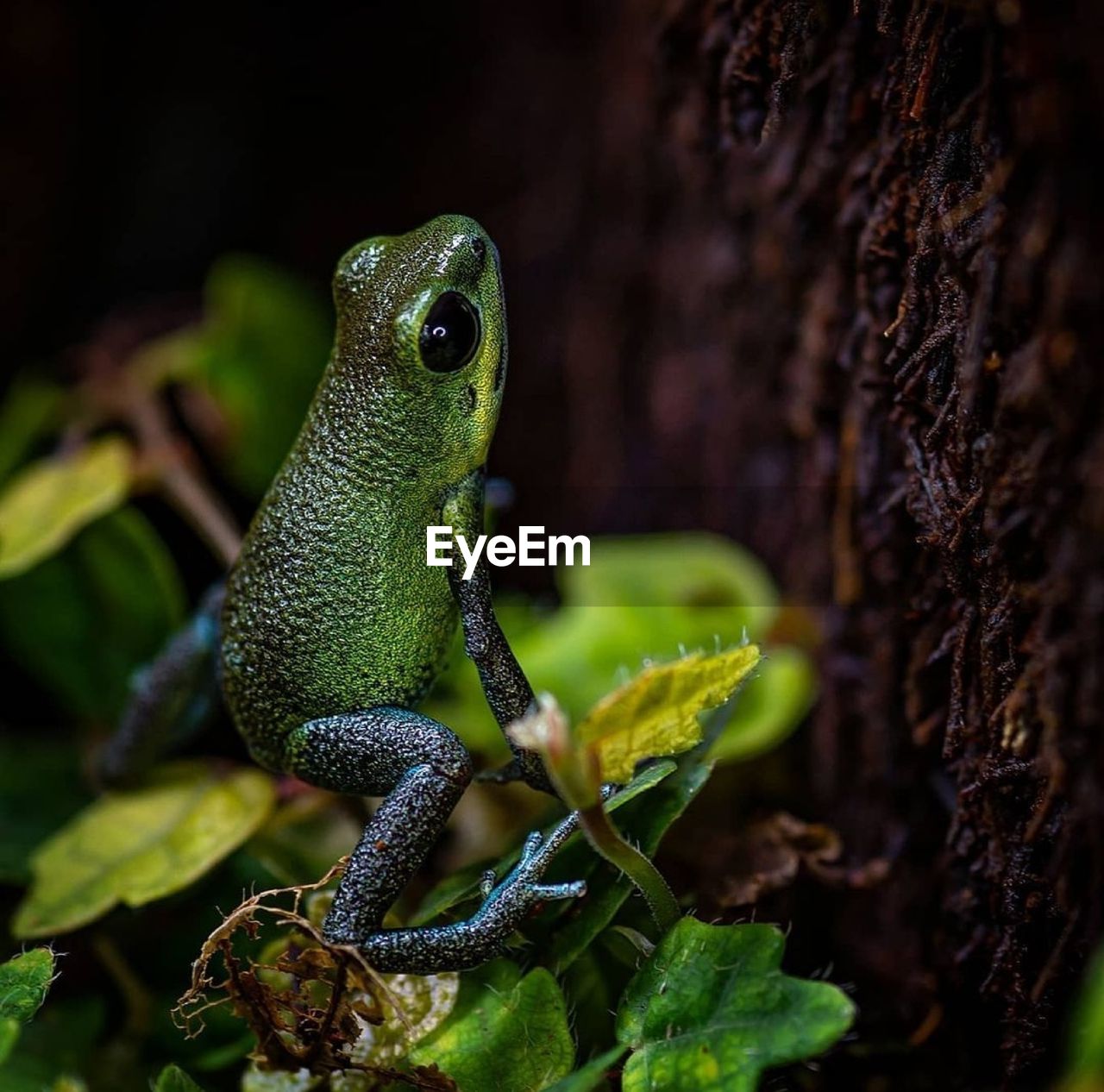 Close-up of a frog on tree trunk