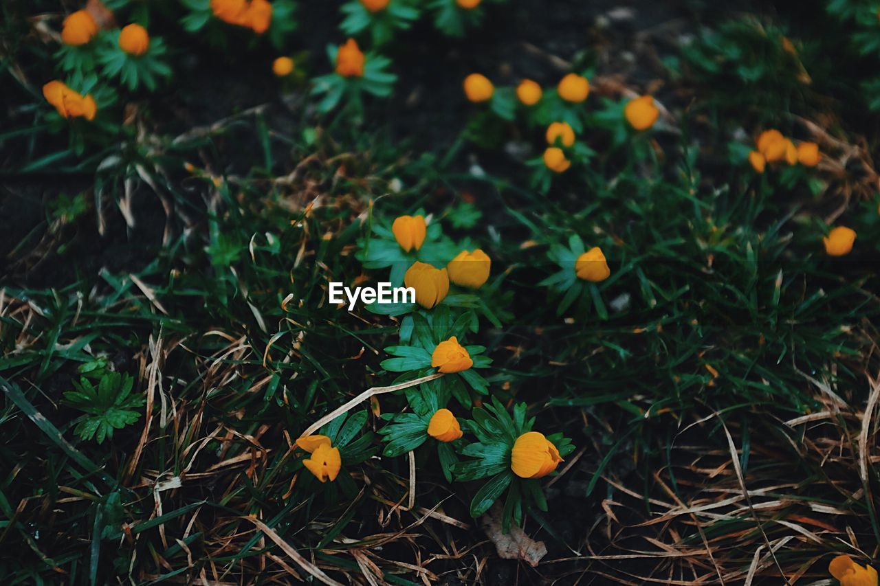 High angle view of yellow flowers growing on field