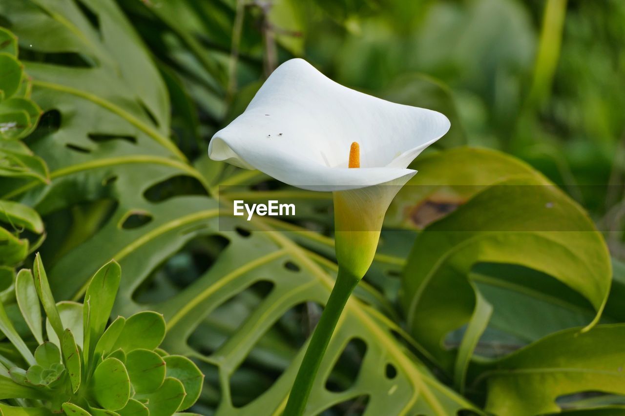 Close-up of white rose on leaf