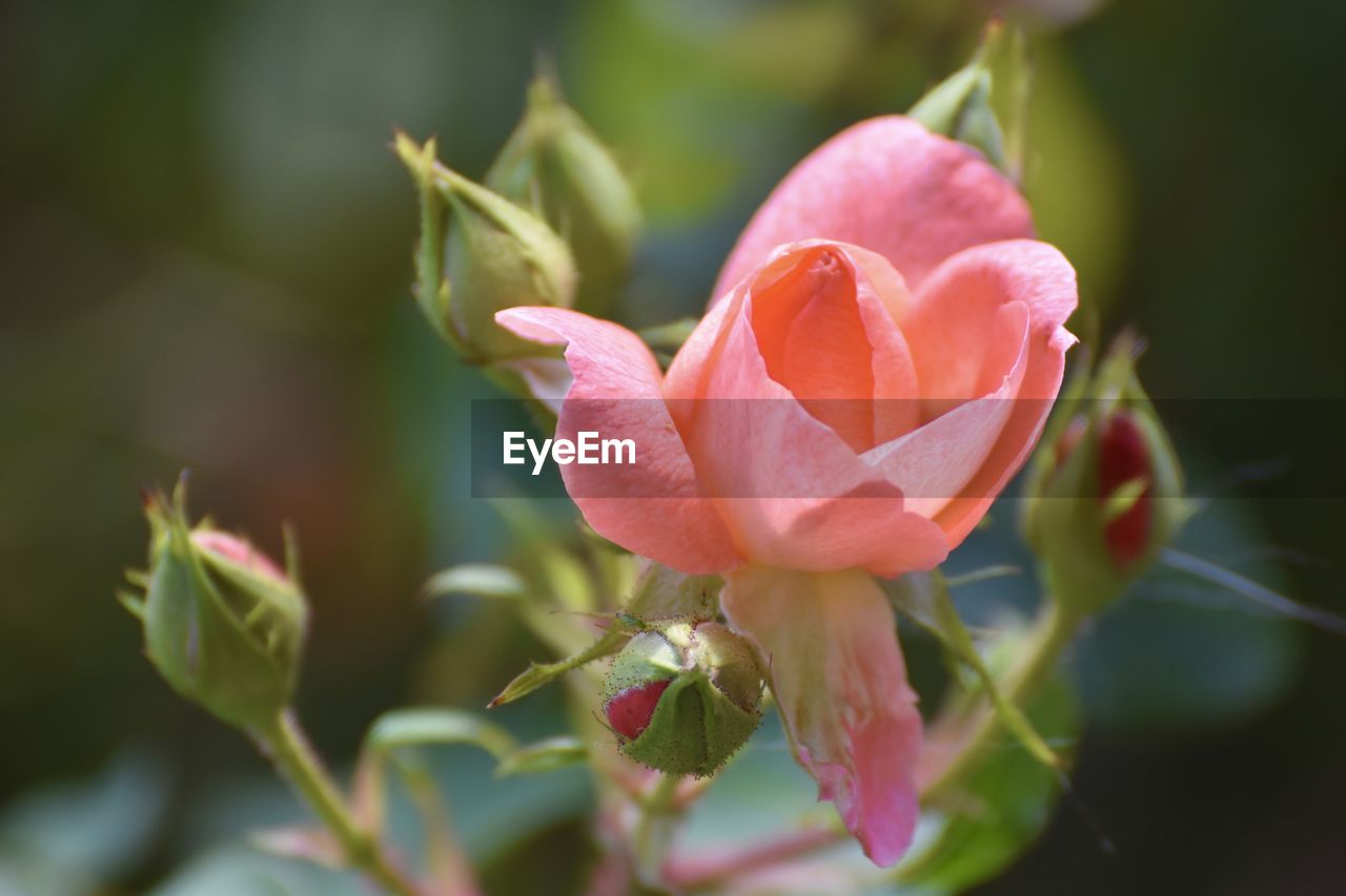 Close-up of pink rose