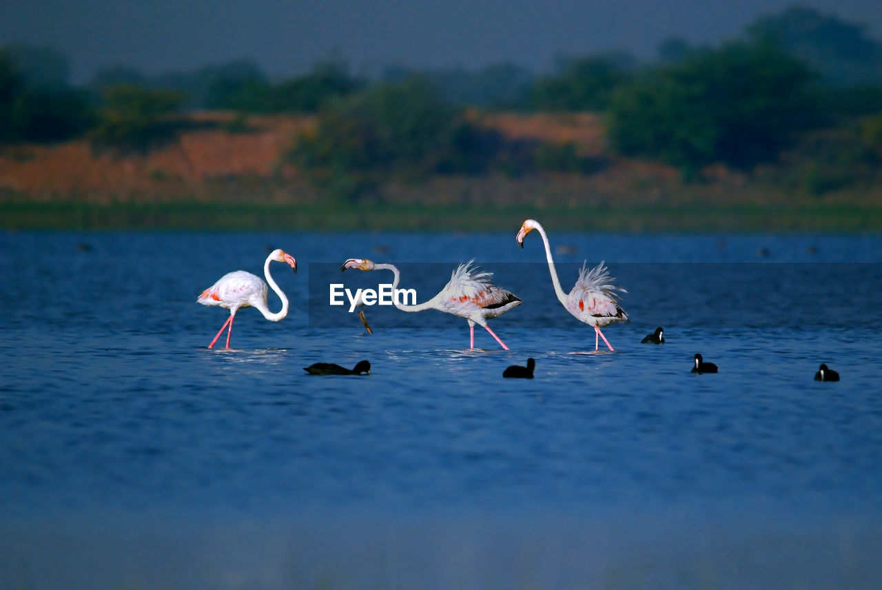 Flamingo swimming in lake