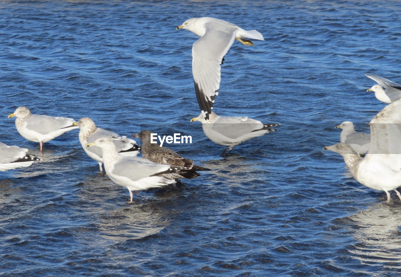 FLOCK OF SEAGULLS ON SEA