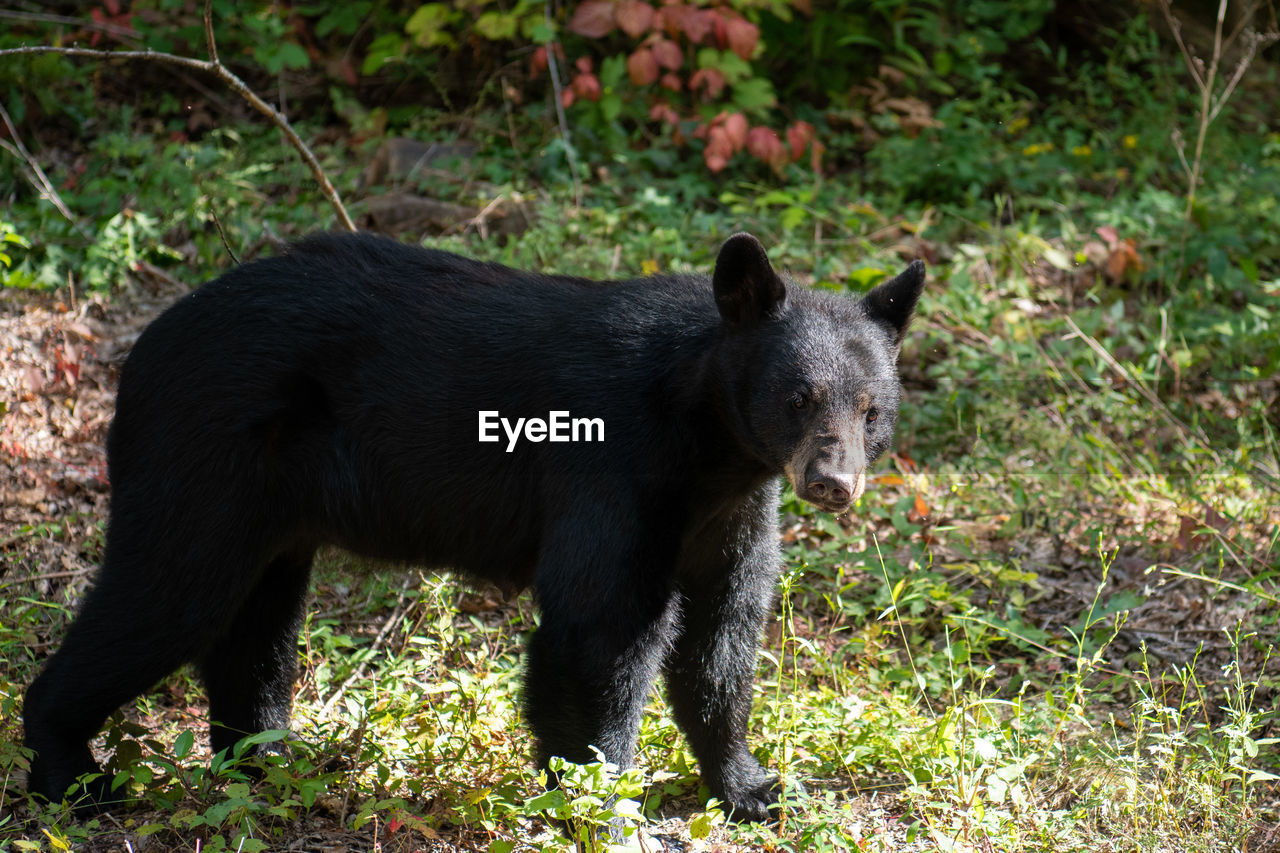 Black bear in the smokey mountains