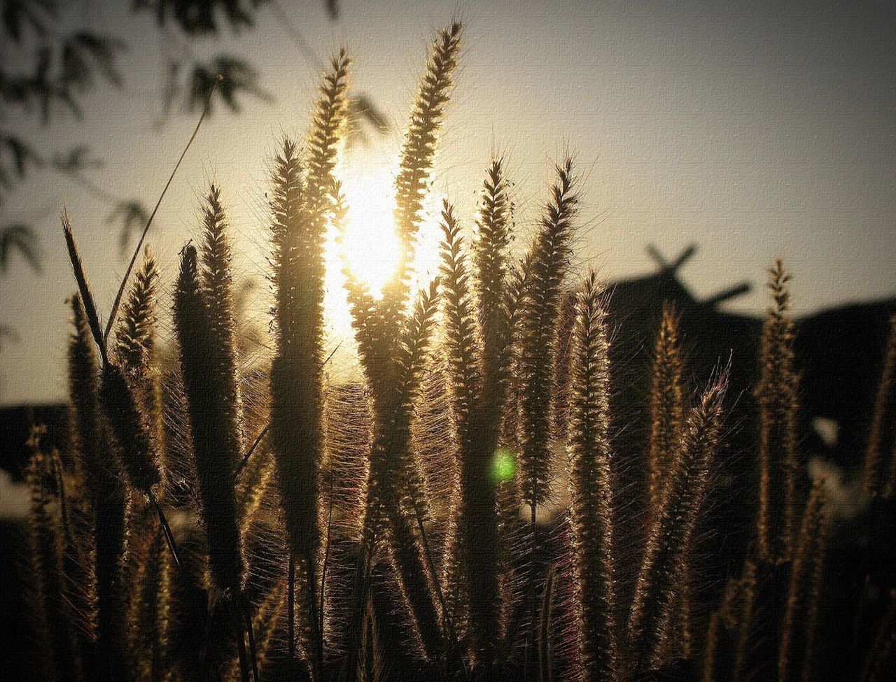 Plants growing against bright sky during sunset