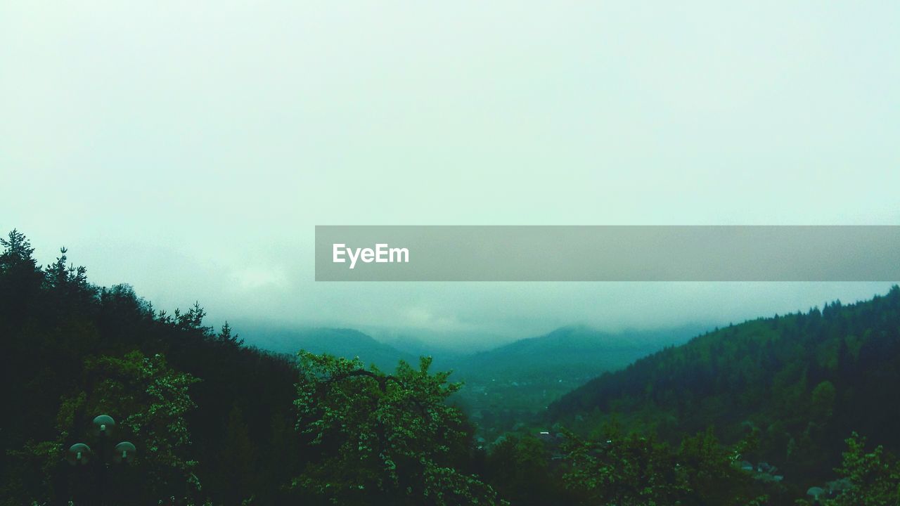 TREES ON MOUNTAIN AGAINST SKY