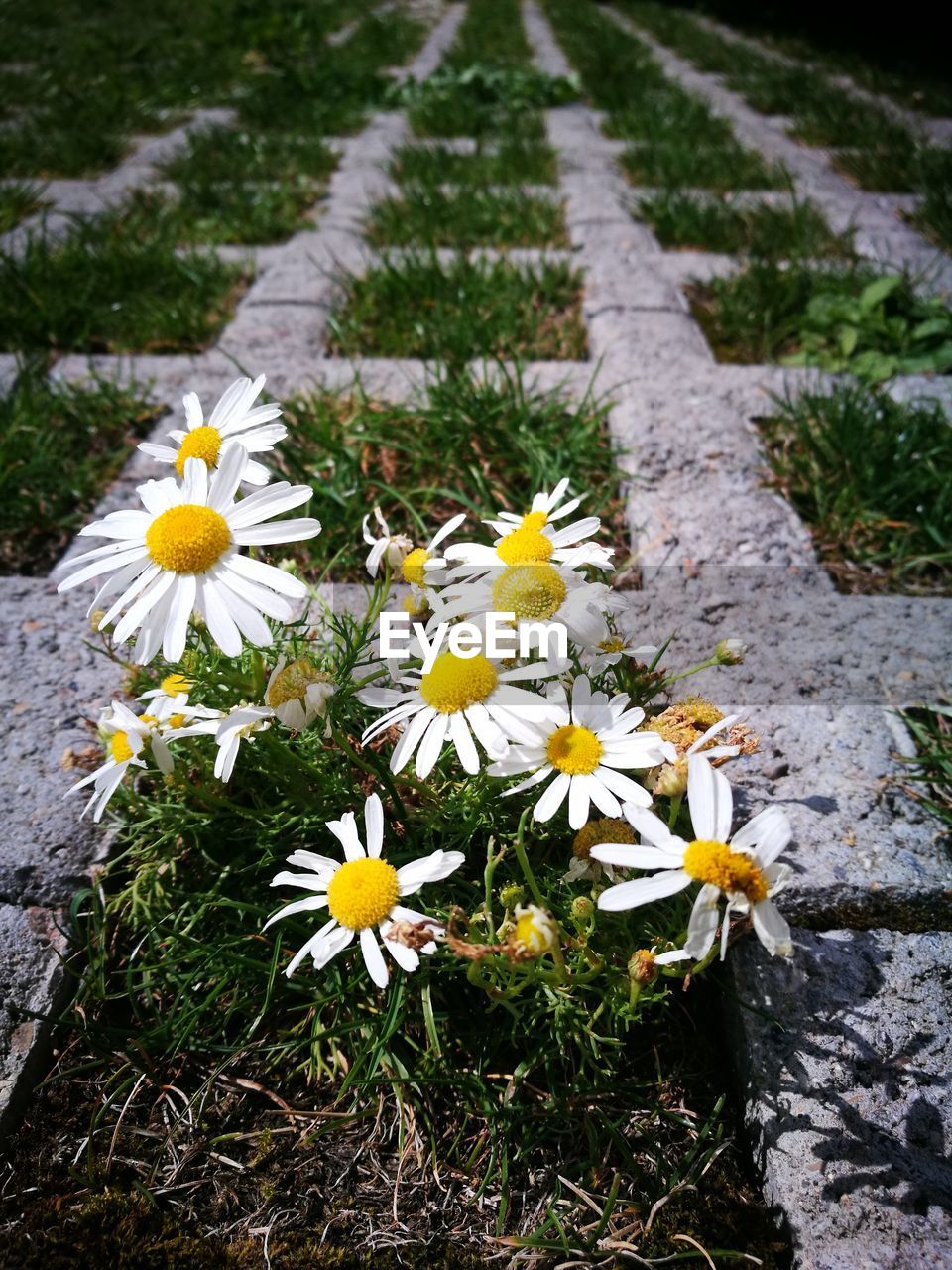 HIGH ANGLE VIEW OF WHITE CROCUS FLOWERS