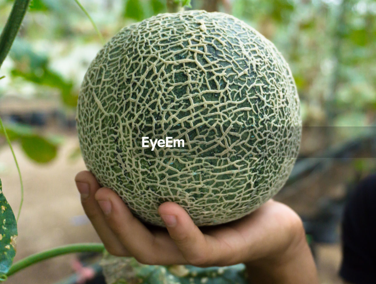 Close-up of hand holding melon at forest