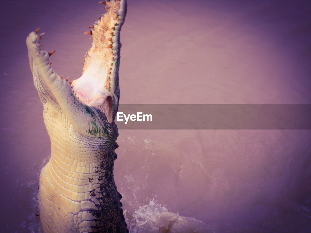 High angle view of crocodile in lake