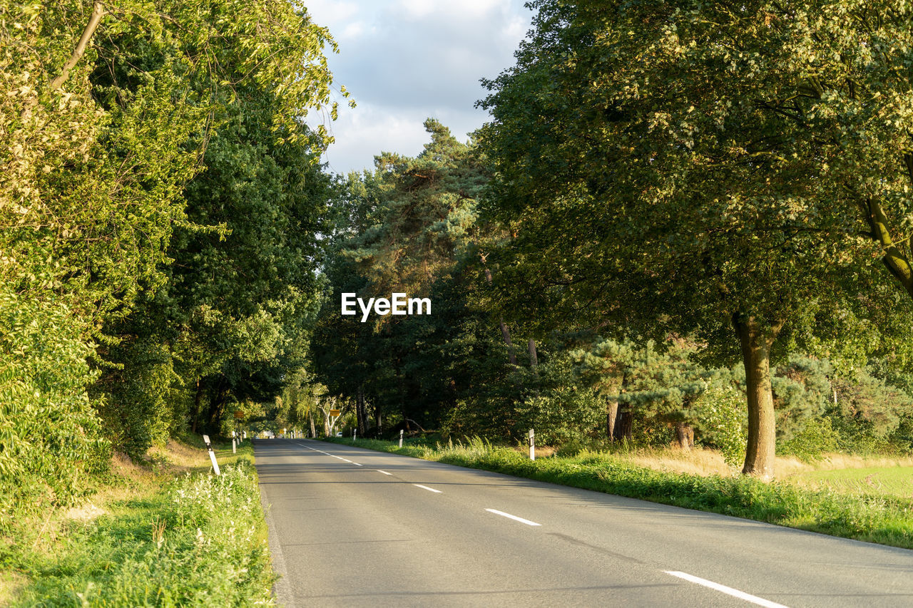 ROAD BY TREES