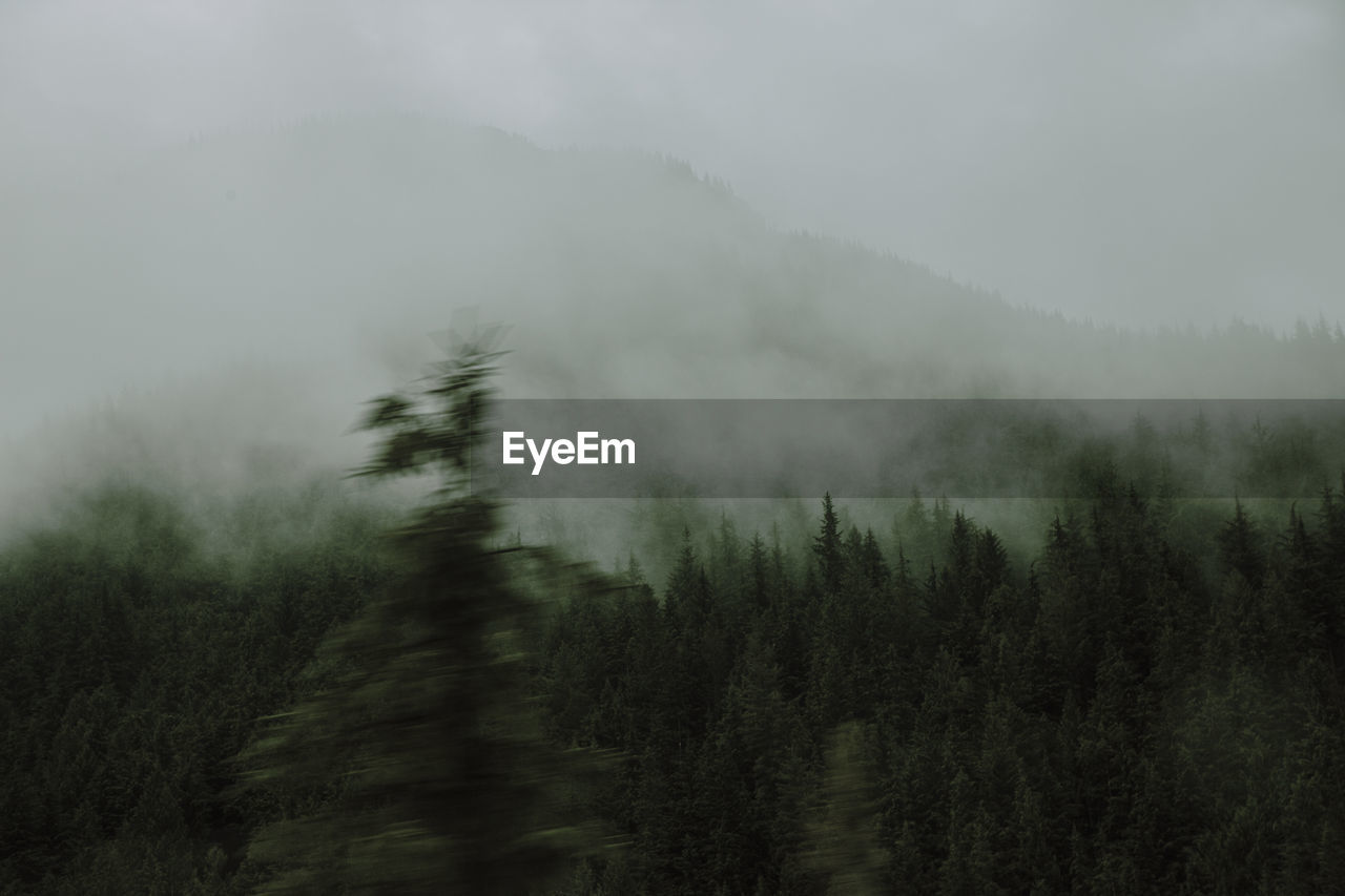 Pine trees in forest against sky