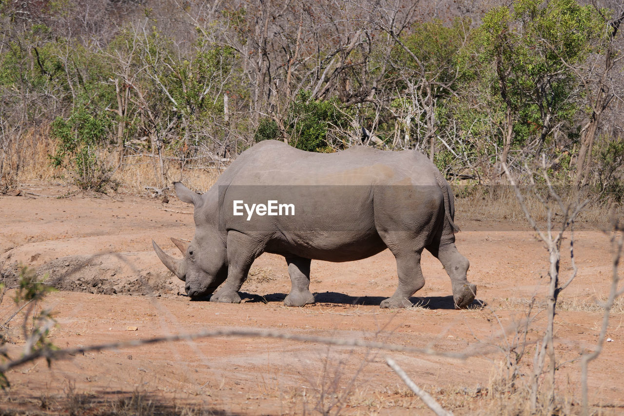 View of rhino on land