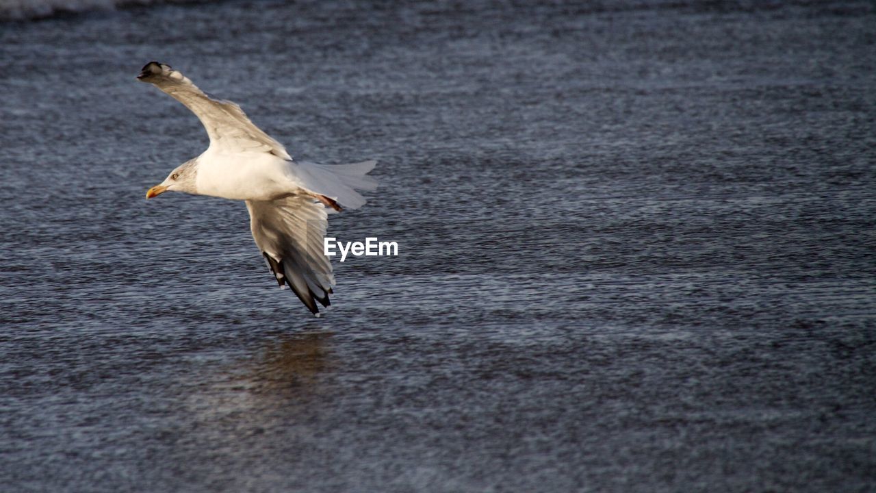 Seagull flying over lake