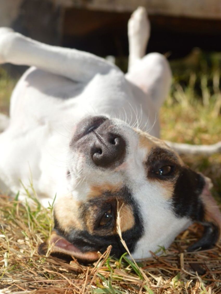 PORTRAIT OF A DOG