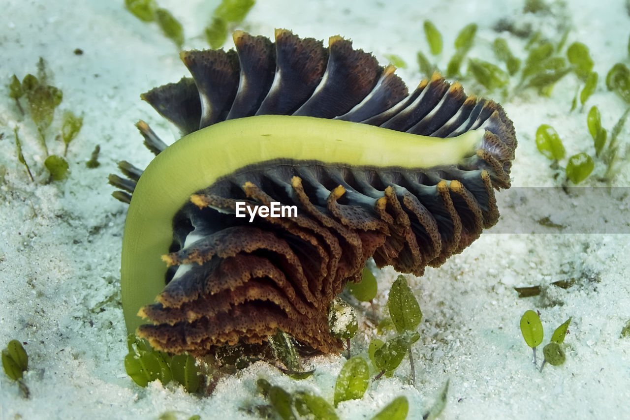 The great sea feather has light green color with braun feathers. apparently heavy to hold upright.