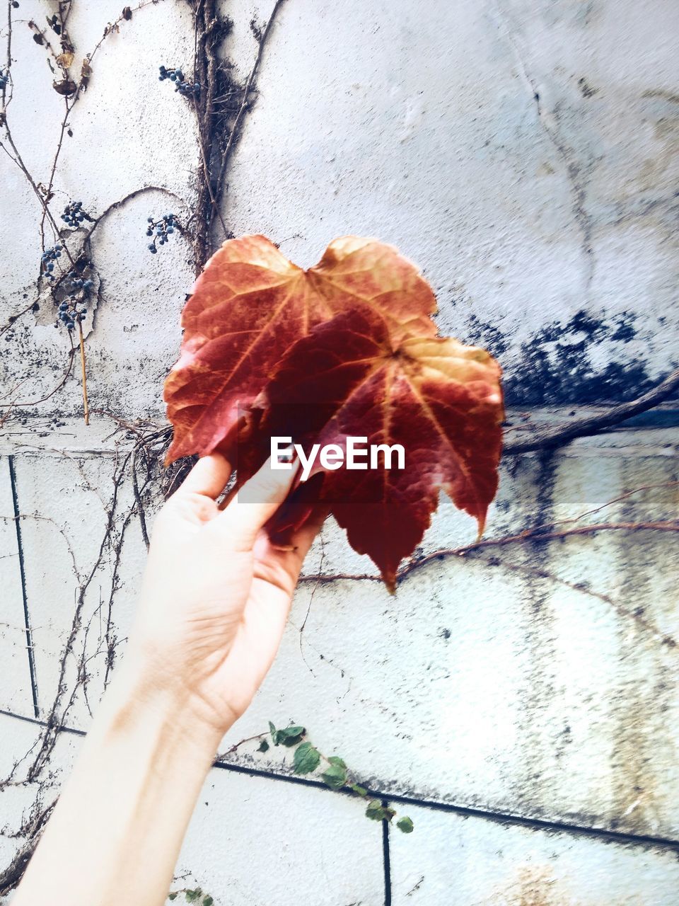 Cropped image of woman holding dry autumn leaf against wall