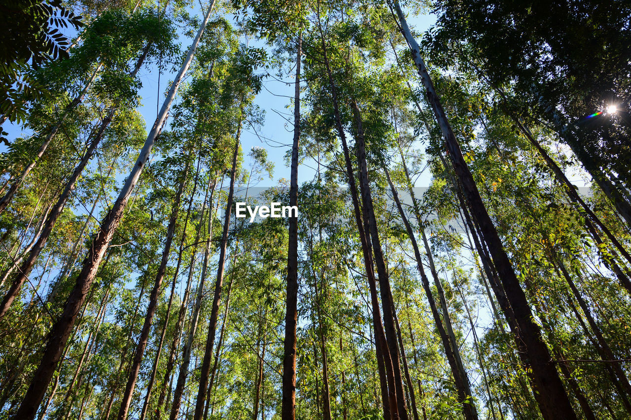 Low angle view of bamboo trees in forest