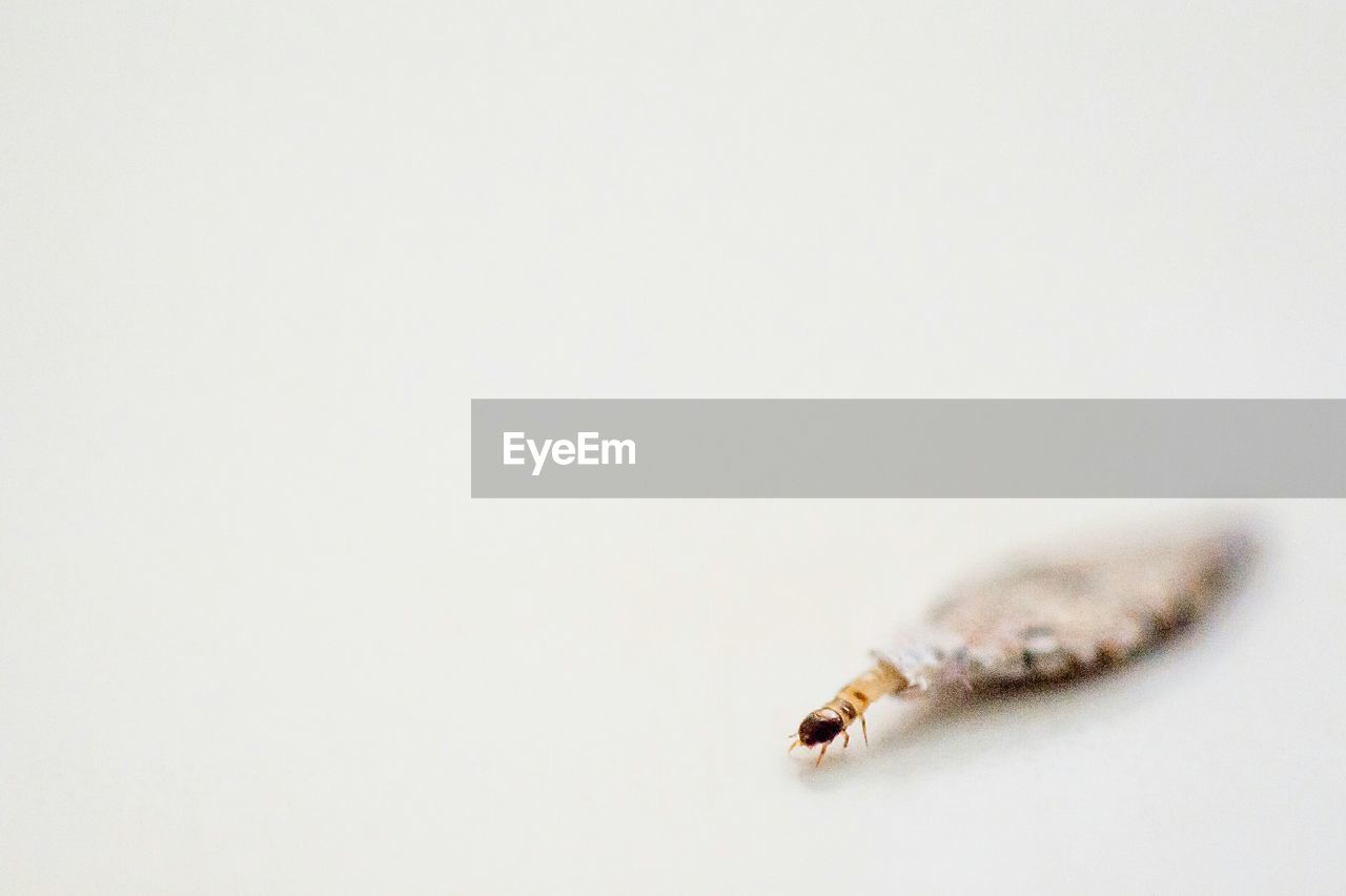 Close-up of insect against white background