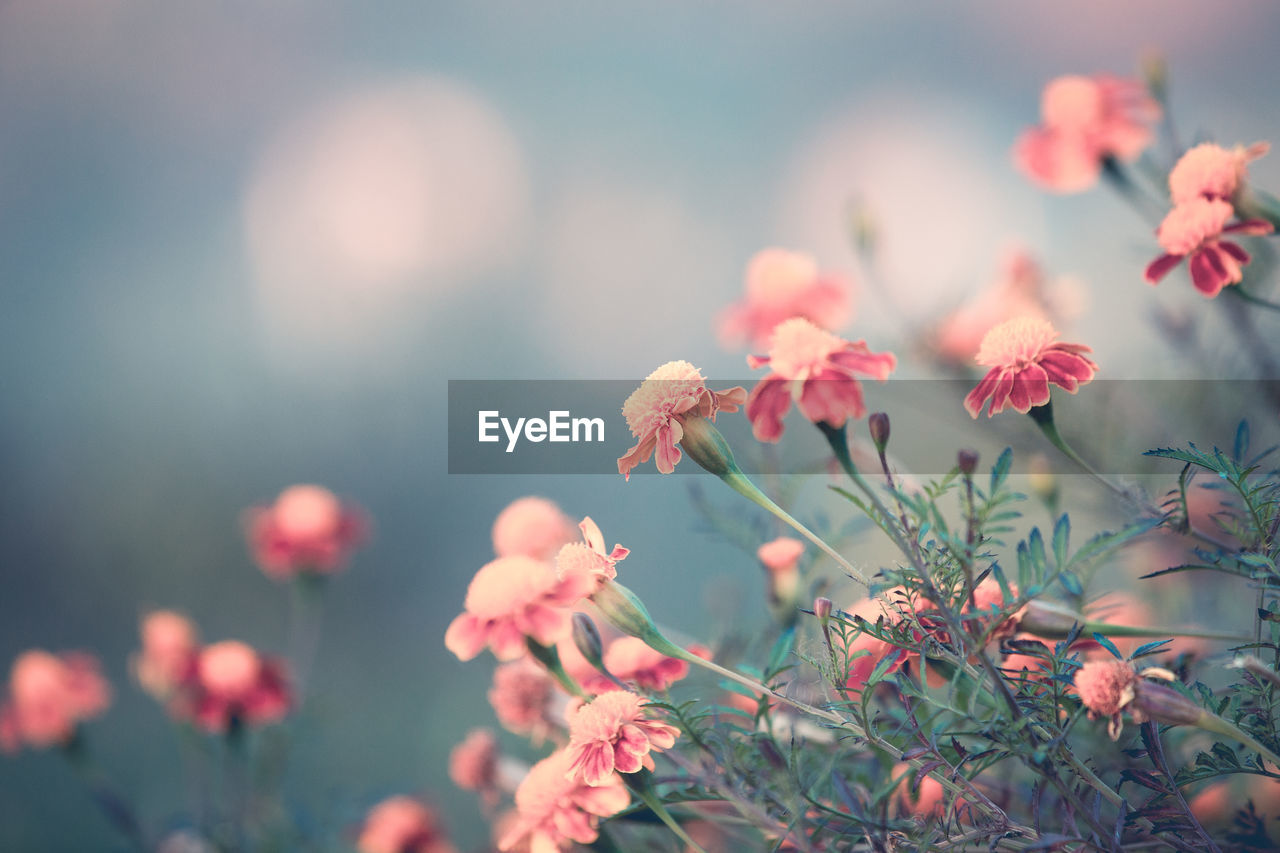 Close-up of pink flowering plant