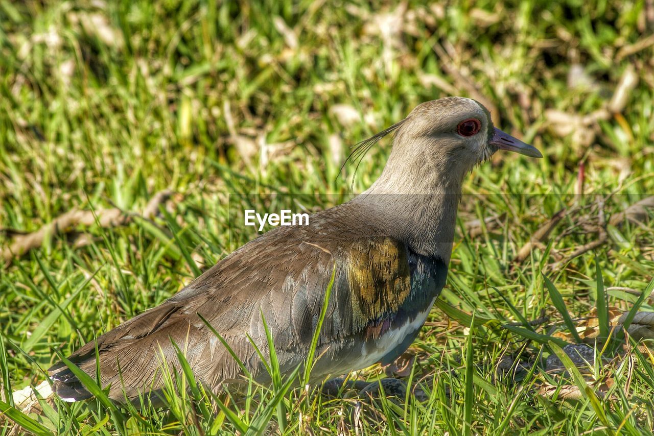 Side-view of bird