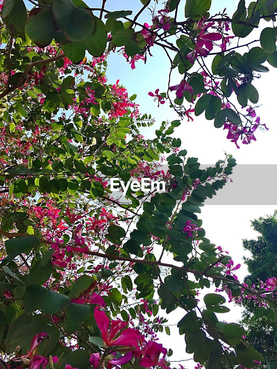 LOW ANGLE VIEW OF PINK FLOWERS ON TREE