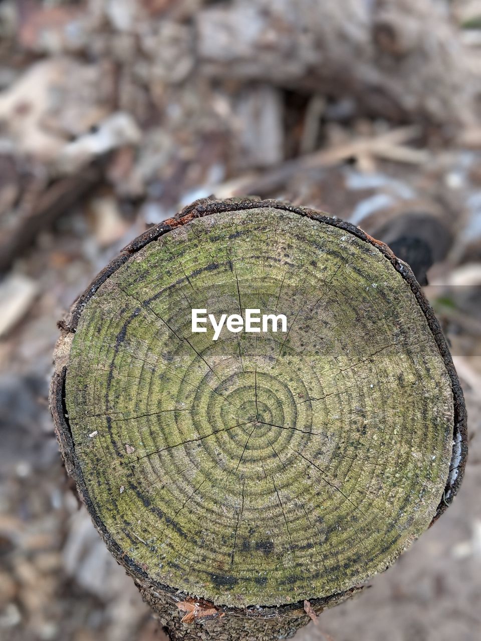 CLOSE-UP OF TREE STUMP ON LOG