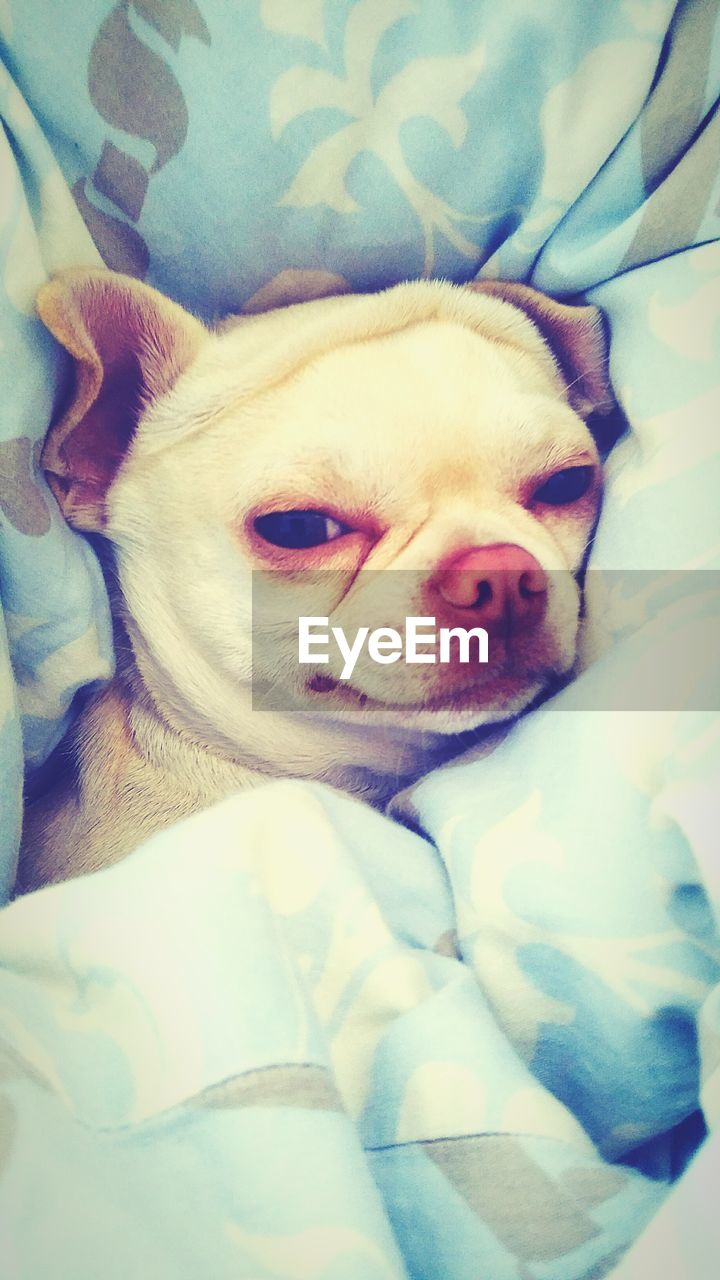 High angle portrait of dog relaxing on bed at home