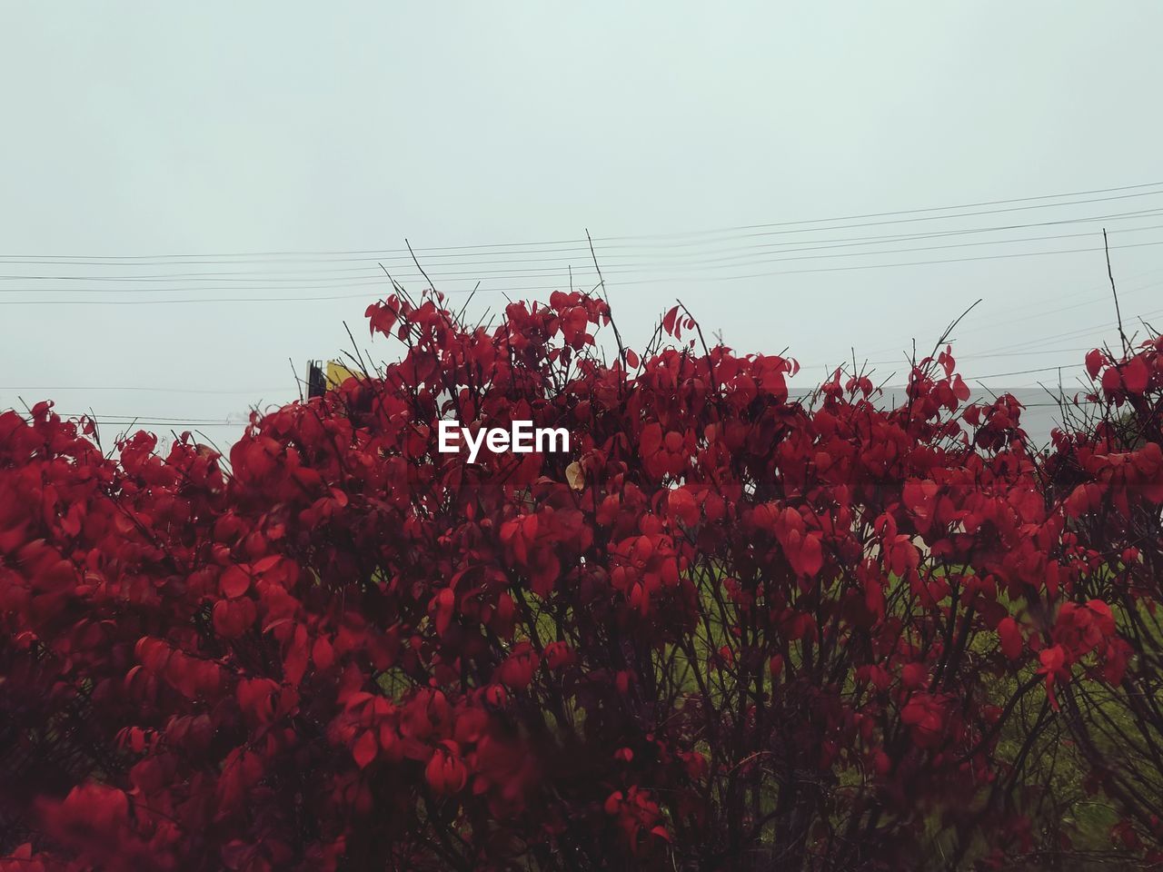 LOW ANGLE VIEW OF FLOWERING PLANT AGAINST CLEAR SKY