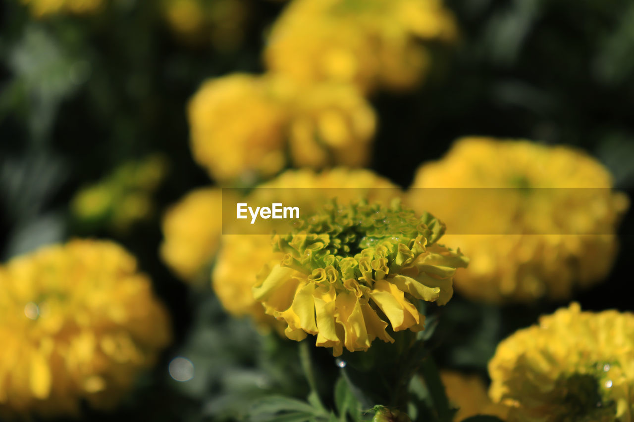 CLOSE-UP OF YELLOW MARIGOLD FLOWERS