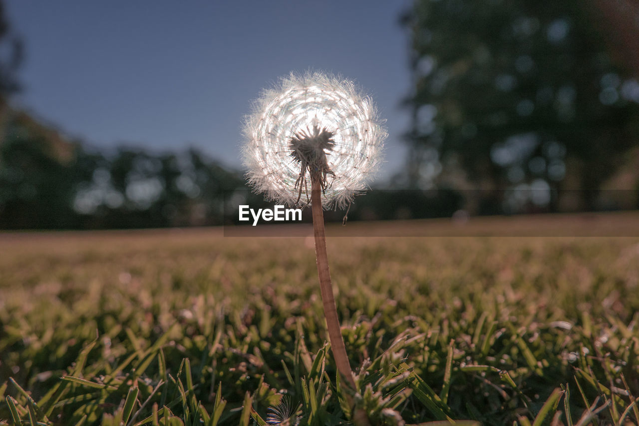 Close-up of dandelion on field against sky