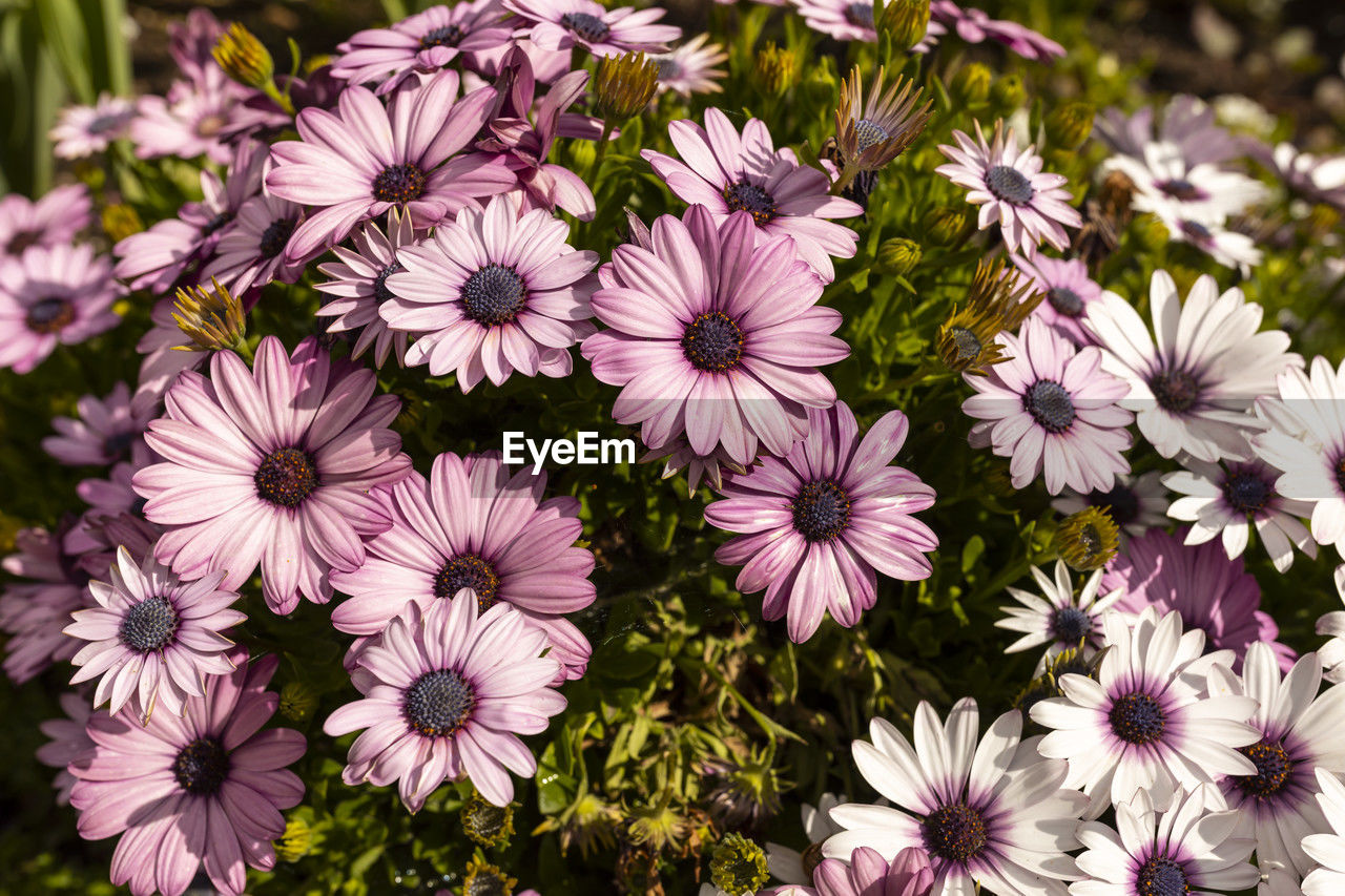 flower, flowering plant, plant, freshness, beauty in nature, fragility, petal, growth, flower head, inflorescence, close-up, nature, no people, pollen, pink, aster, osteospermum, garden cosmos, day, botany, purple, outdoors, daisy, high angle view, focus on foreground, white, wildflower, springtime