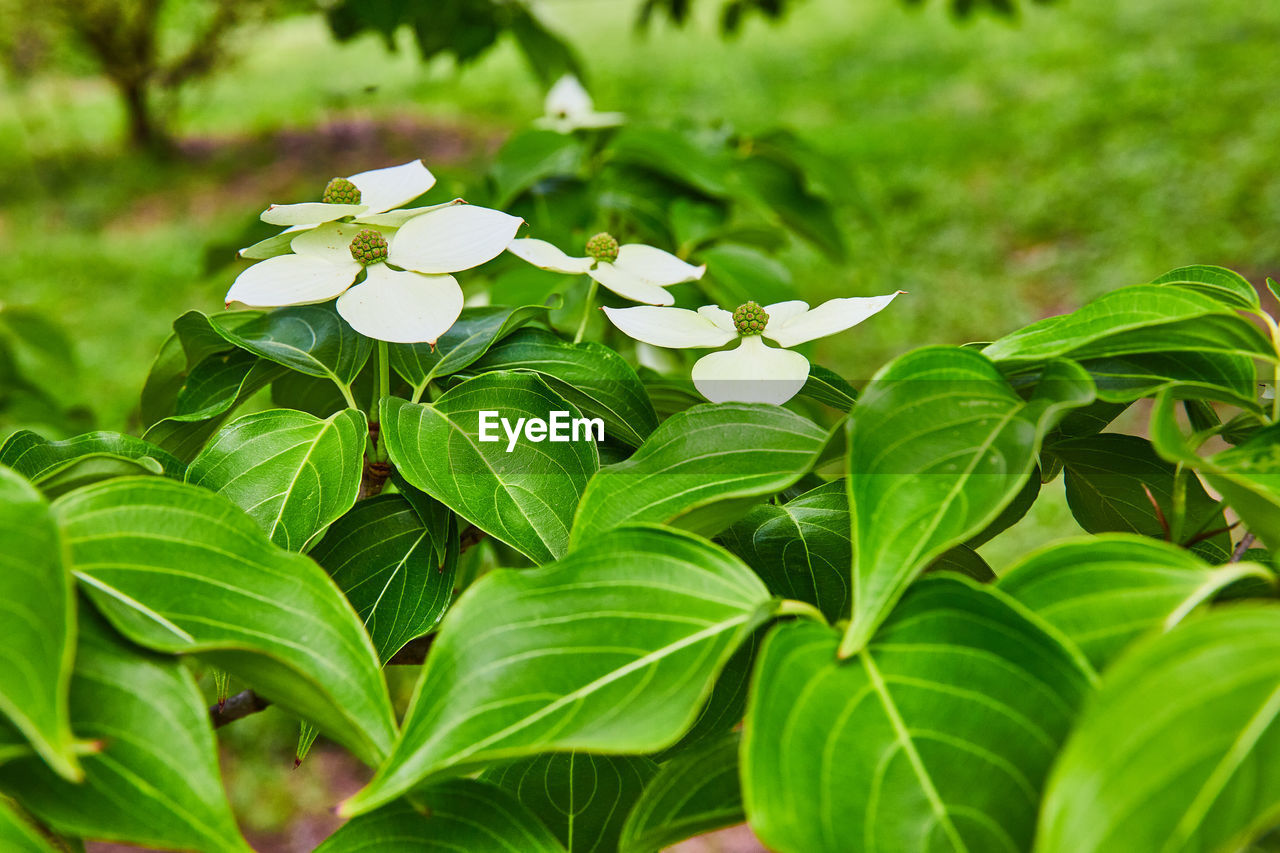close-up of white flowering plants