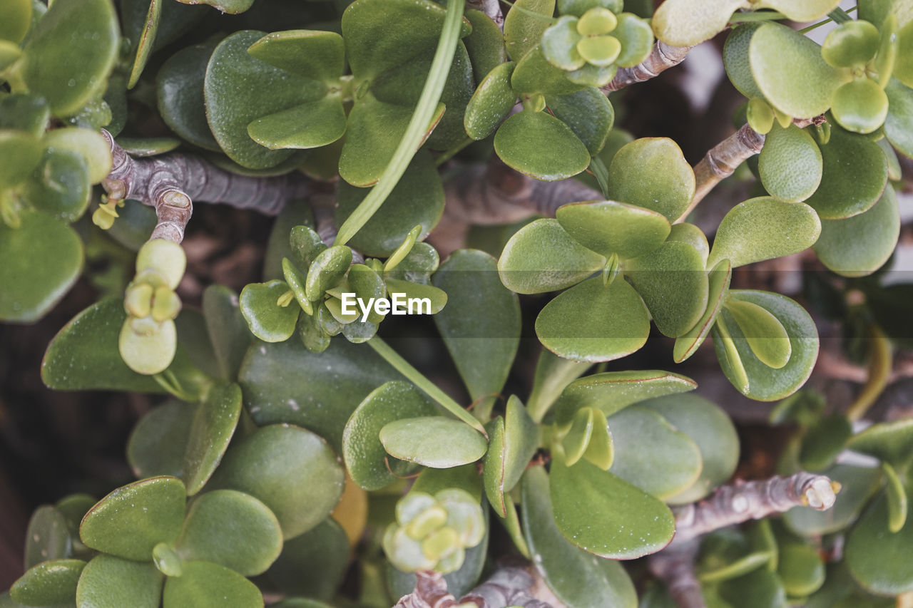 HIGH ANGLE VIEW OF PLANTS GROWING ON PLANT OUTDOORS