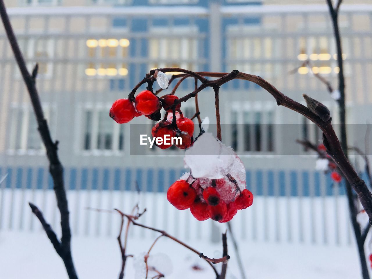 Close-up of red berries on plant during winter